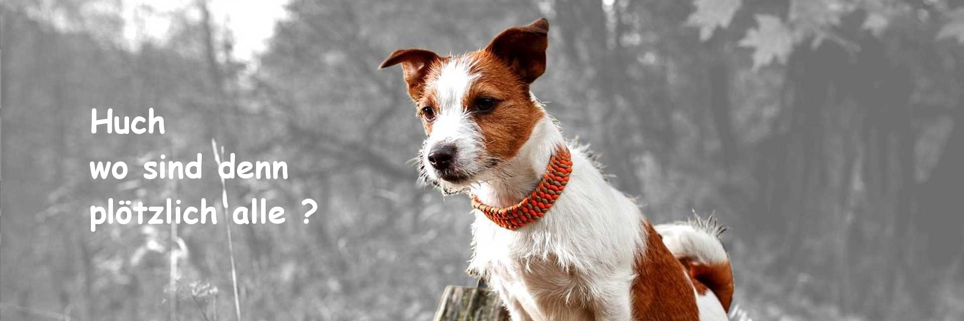 Die besondere Hundemarke - klassisch schön, praktisch, vielseitig, alle Hundemarken natürlich inkl. kostenloser Gravur